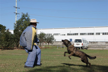 Security Dog Training